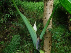 Xanthosoma robustum