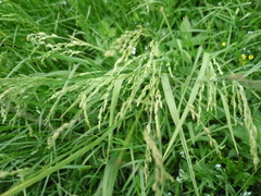 Poa palustris