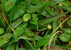 Hydrocotyle bonplandii