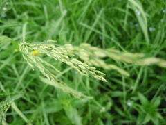 Poa palustris