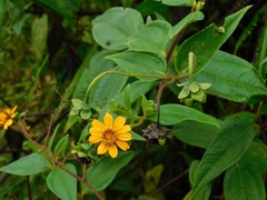 Elaphandra quinquenervis