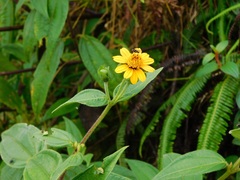 Elaphandra quinquenervis