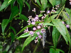 Lepidaploa trilectorum