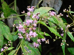 Lepidaploa trilectorum