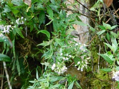 Lepidaploa trilectorum