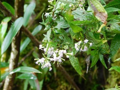 Lepidaploa trilectorum