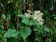 Montanoa ovalifolia
