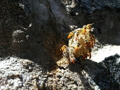 Tetragonisca fiebrigi