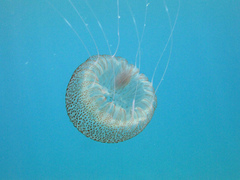 Pelagia noctiluca