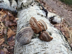 Fomes fomentarius