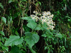 Montanoa ovalifolia