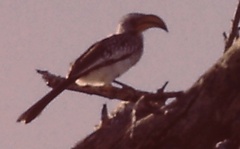 Tockus leucomelas