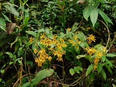 Munnozia senecionidis