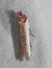 Denticera divisella