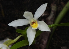 Maxillaria lutescens