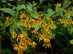 Munnozia senecionidis