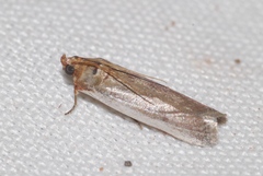 Denticera divisella