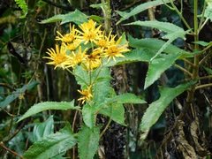 Munnozia senecionidis