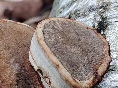 Fomes fomentarius