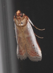 Denticera divisella