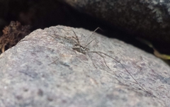 Phalangiinae
