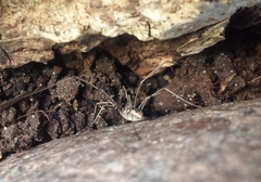 Phalangiinae