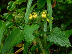 Calceolaria perfoliata