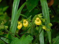Calceolaria perfoliata