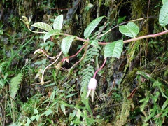 Burmeistera succulenta