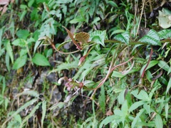 Burmeistera succulenta