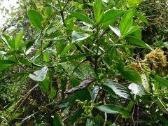 Hedyosmum bonplandianum