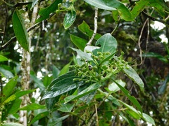 Hedyosmum bonplandianum