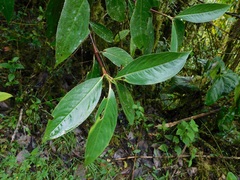 Hedyosmum bonplandianum