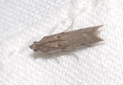 Phycitodes binaevella