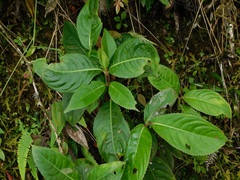 Hedyosmum bonplandianum