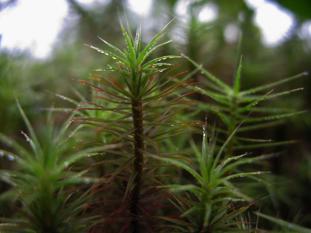 common haircap moss Mosses and Lichens of Nova Scotia