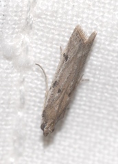 Phycitodes binaevella