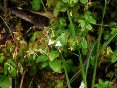 Callisia repens
