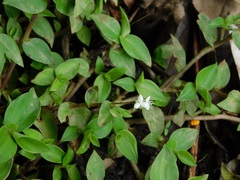 Callisia repens