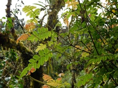 Weinmannia pubescens