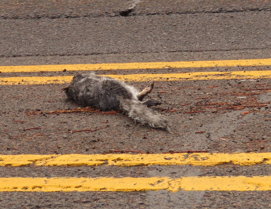 Western Gray Squirrel from Corvallis, OR, USA on January 3, 2023 at 12