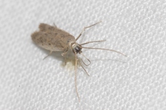 Phycitodes albatella