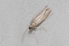 Phycitodes albatella