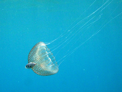 Pelagia noctiluca