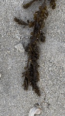 Sargassum muticum
