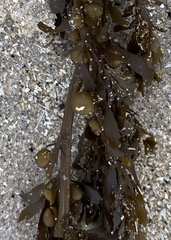 Sargassum muticum
