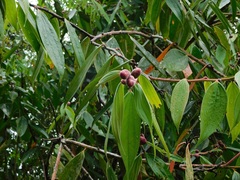 Cavendishia pubescens
