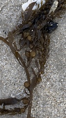 Sargassum muticum