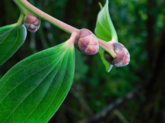 Cavendishia pubescens