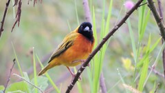 Ploceus melanocephalus